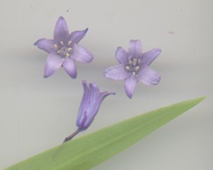 blue flowers
