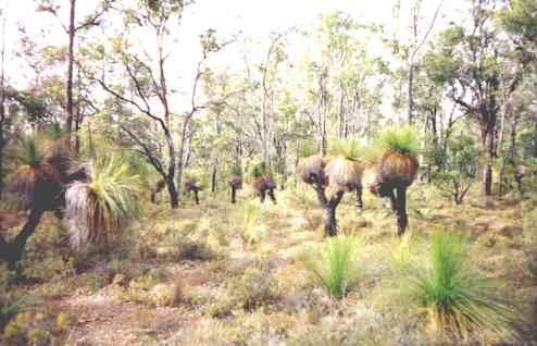 Grass tree bush photograph in Marri and Jarrah forest Western Australia