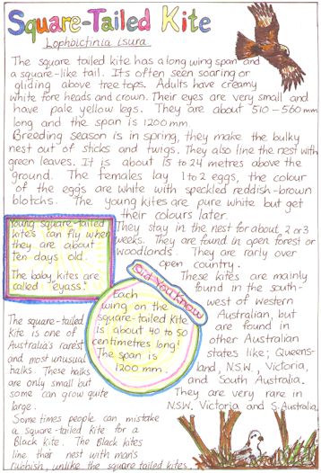 square tail kite write up