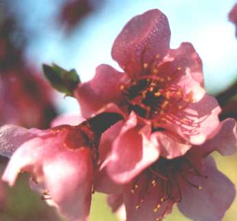 nectarine blossom