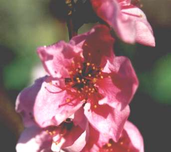 nectarine blossom