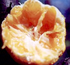an orange being eaten