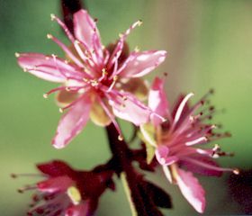 peach blossom