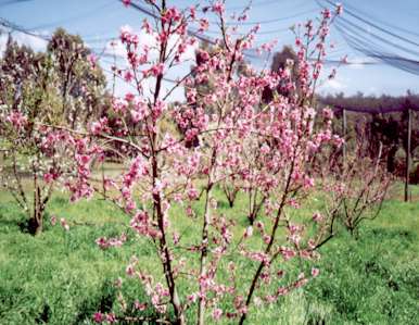 peach blossom