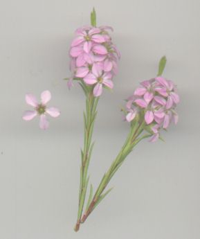 pink flowers
