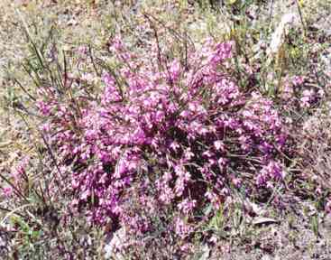 pink flowering bush