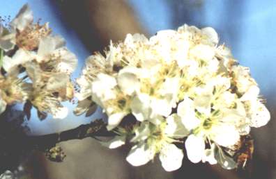 plum blossom
