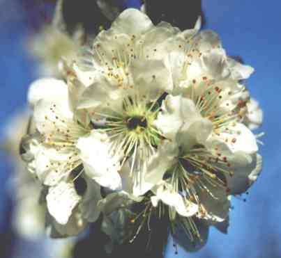 plum blossom close up