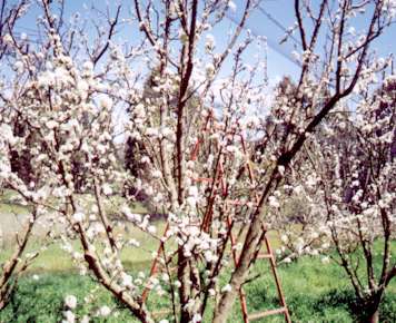 plum tree in blossom