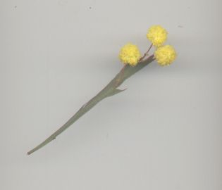 pompom flower