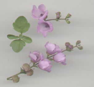 purple flowers