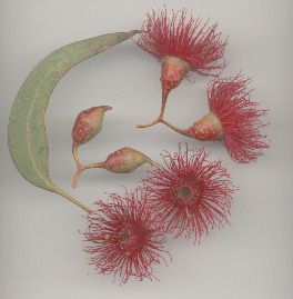 redgum