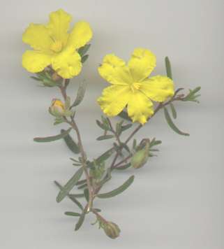 yellow flowers