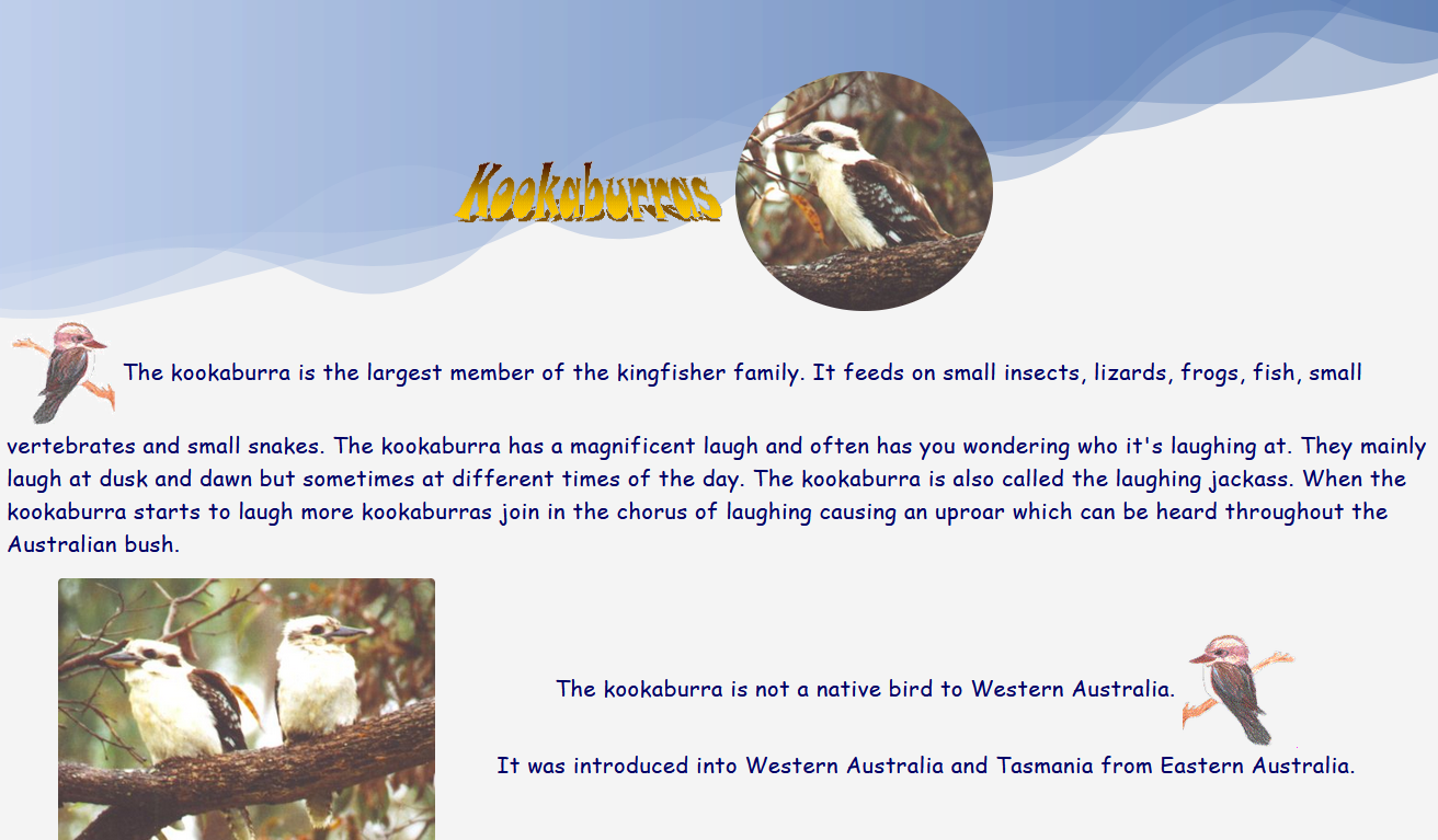 Kookaburras