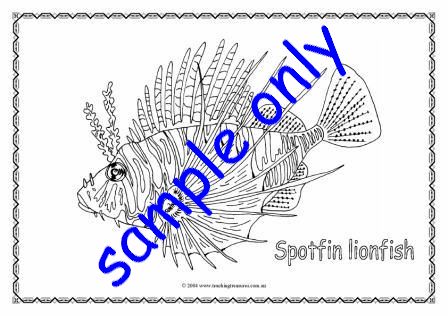 spotfin-lionfish.jpg