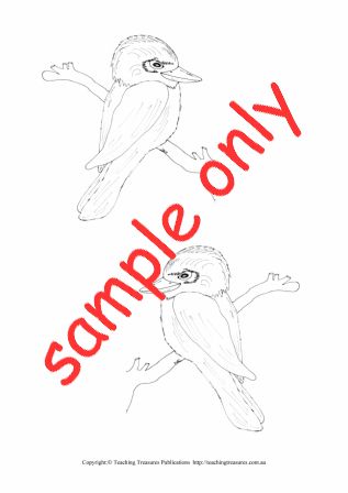 kookaburra-drawing.jpg