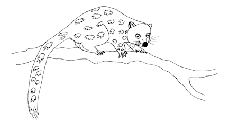 marsupial, quoll
