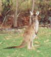 kangaroo
