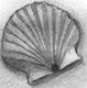 shells