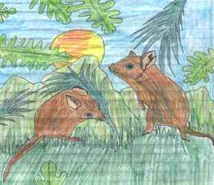 fat tail dunnart