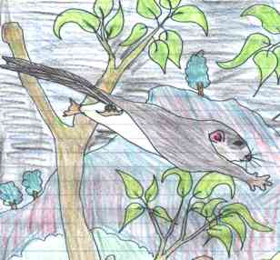 feathertail glider