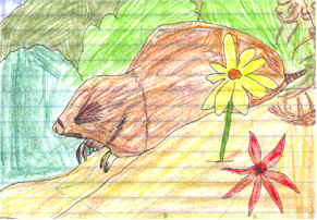 marsupial mole