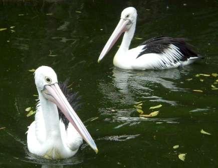 pelicans