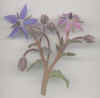 borage flower