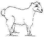 one sheep