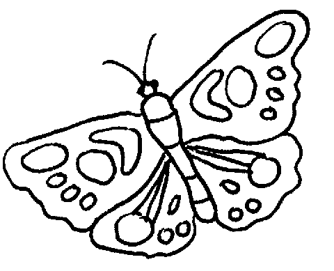 butter fly