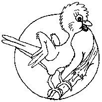 bird