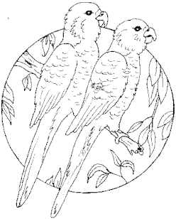 birds