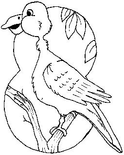 bird