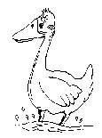 duck