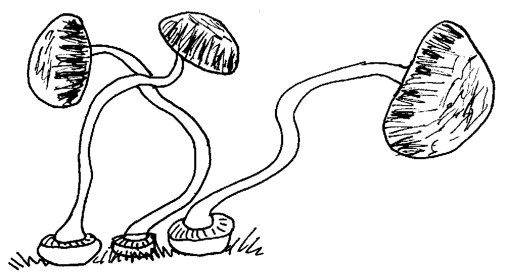 fungi