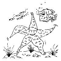 star fish
