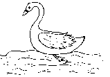 swan