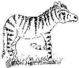 zebra drawing