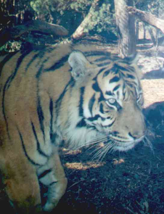 tiger photo