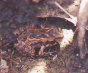 frog