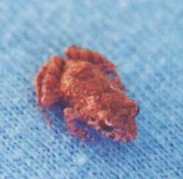 small brown frog