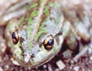 frog