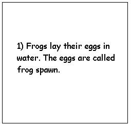 About frogs animation