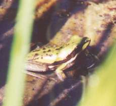 frog in pond