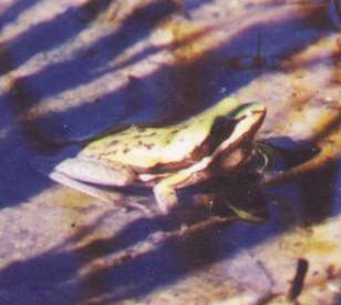 green frog in pond
