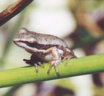 frog with grey and brown colourings