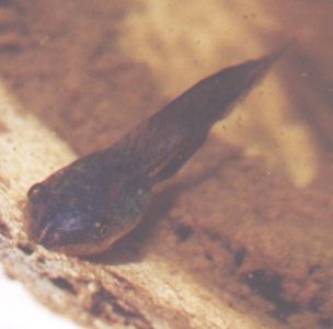 tadpole eyes