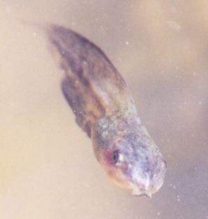 tadpole looking at lips