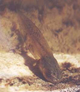 tadpole brown colour