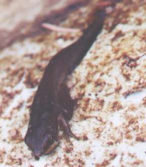 tadpole with front legs
